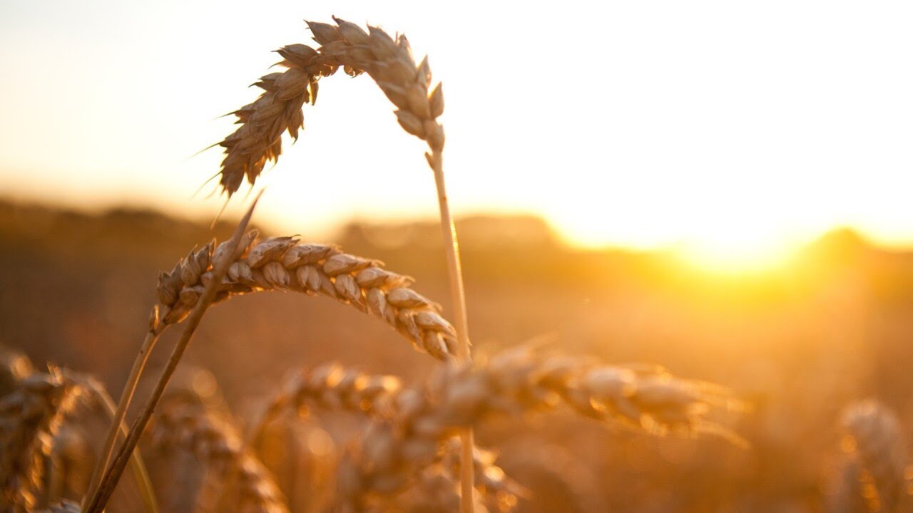 Chinese wheat importers cancel and postpone Australian wheat cargoes