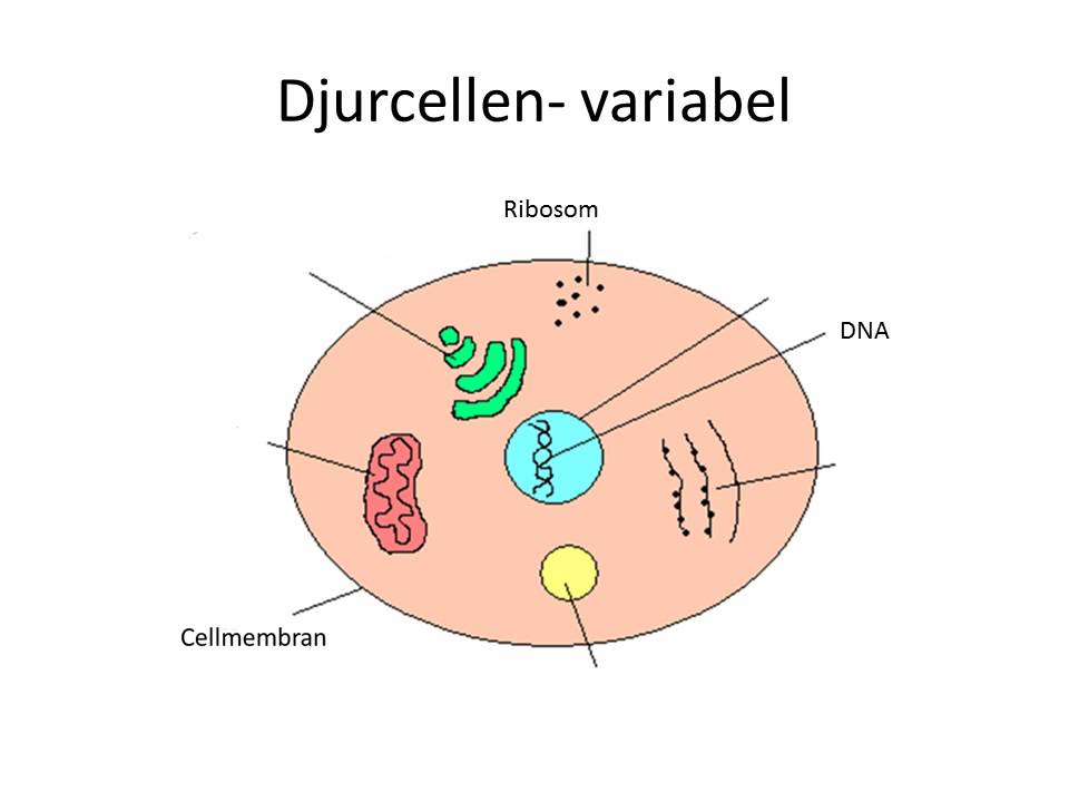 Våra celler- djurceller och cellandning