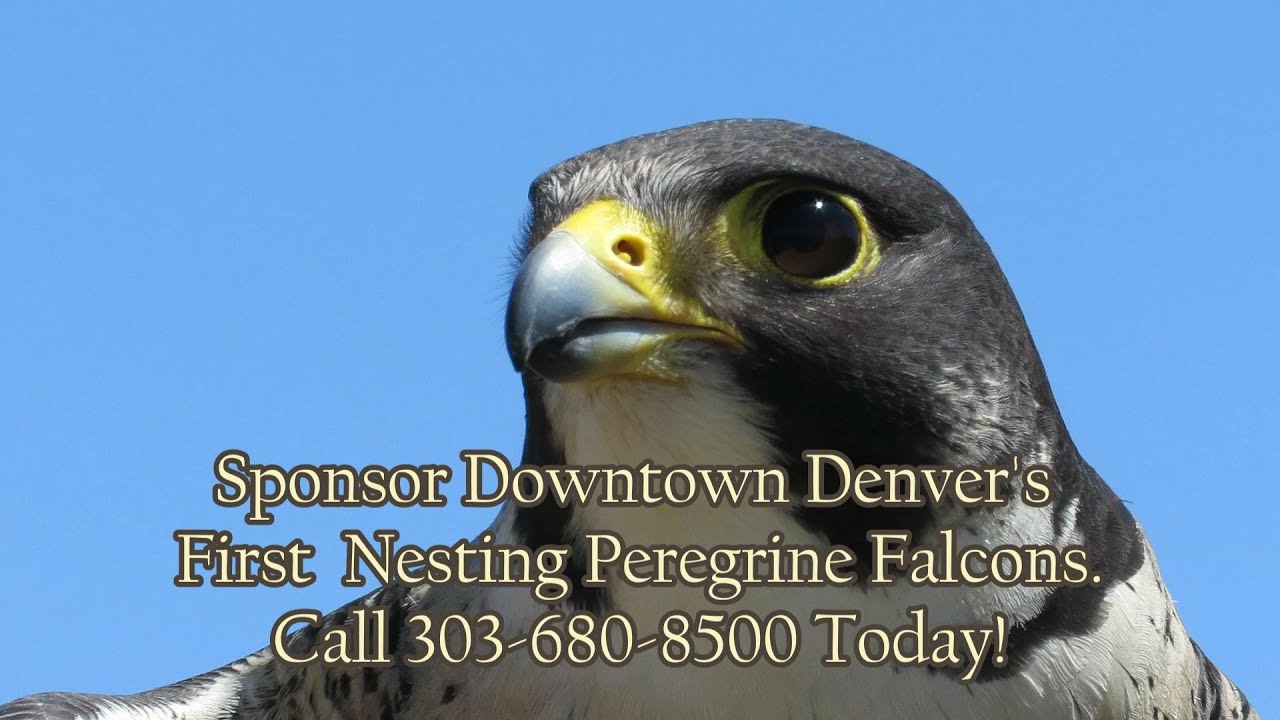 5280 Peregrine Watch #3