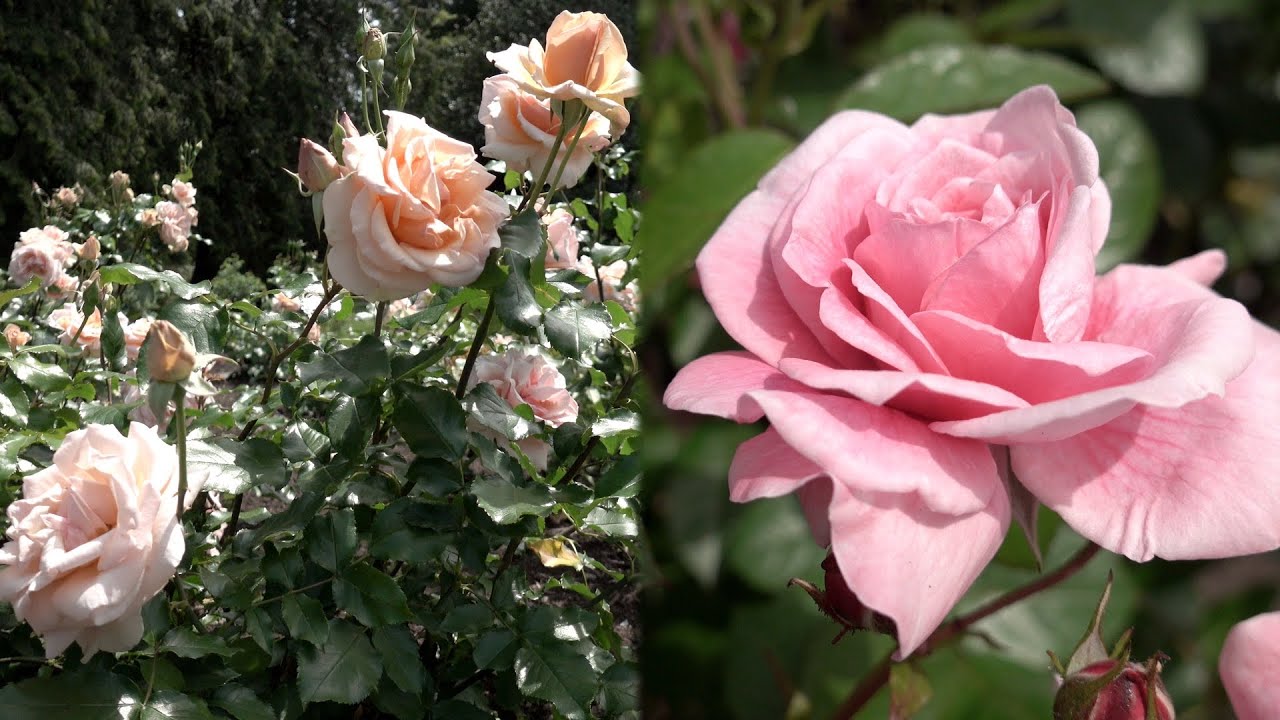 Beautiful Roses Blooming 🌹 Stanley Park Rose Garden, Part 3