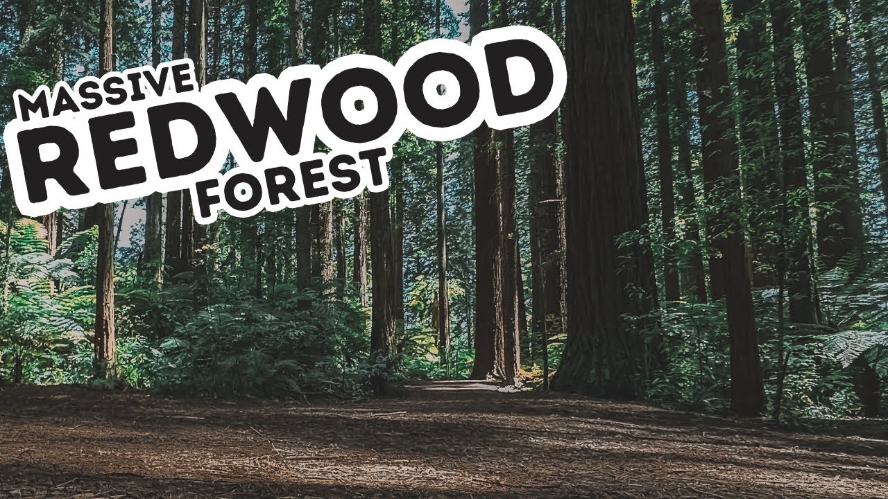 REDWOOD FOREST - ROTORUA