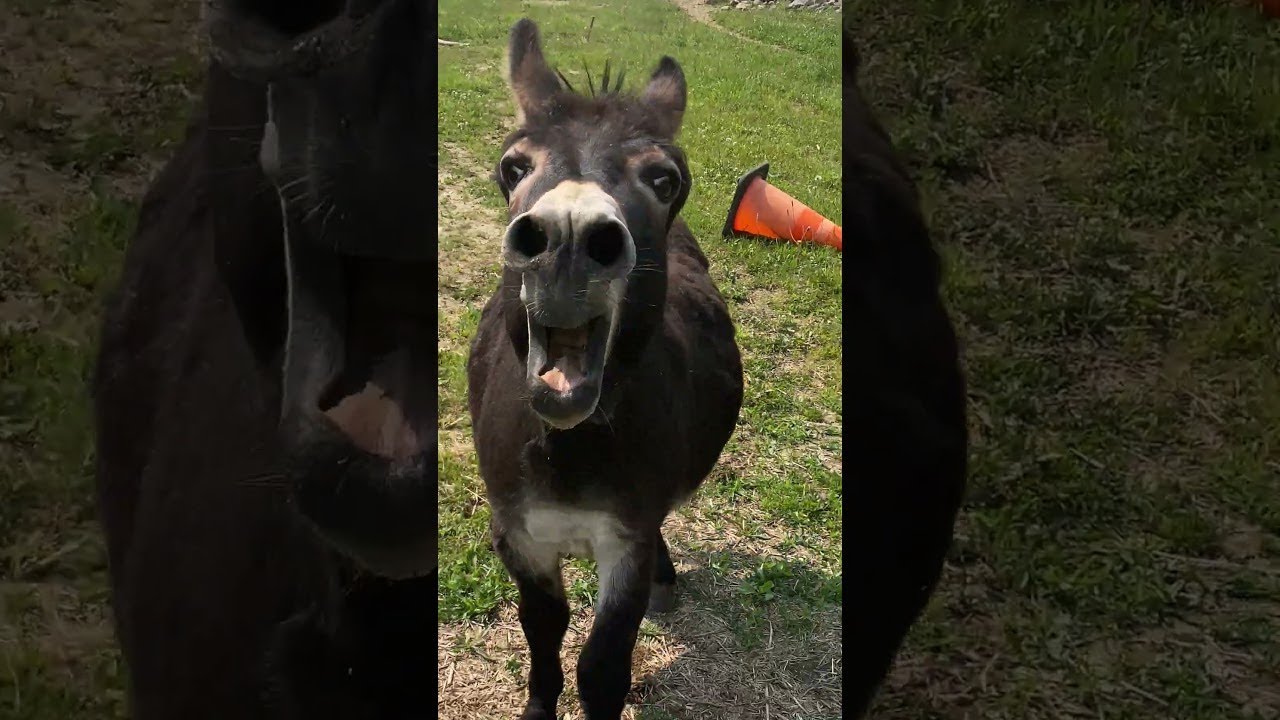 Donkey Has Something Urgent To Say || ViralHog