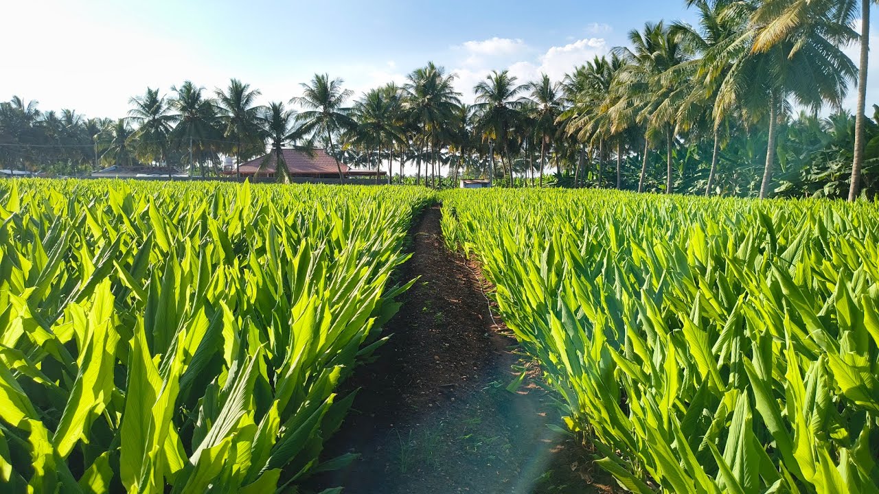 ஈரோடு (மா) கோபி (வ) குருமந்தூர் அருகில் 1.5 ஏக்கர் தோட்டம் விற்க 9585376767#realeastate#agriculture 