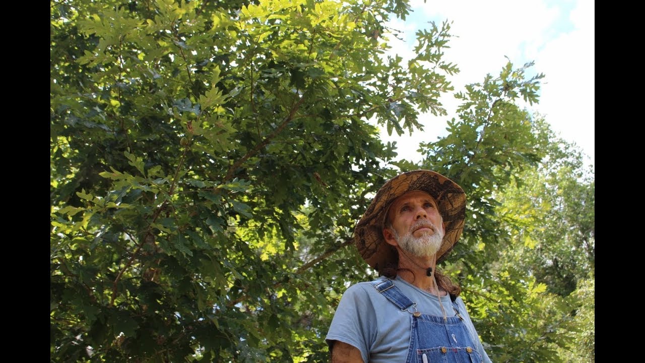 White Oak  -- Living Off The Land