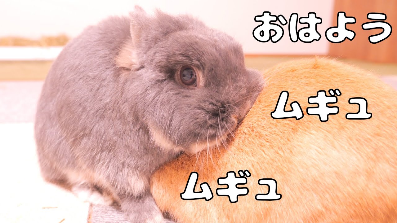 朝イチの挨拶が全力ハグでムギを困惑させちゃうミミが可愛すぎました【No.1801】