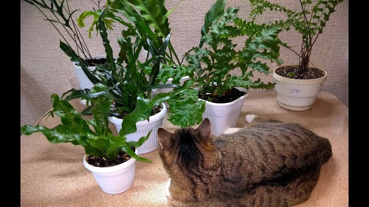 Мои комнатные растения  // Обзор моих папоротников из Тюмени