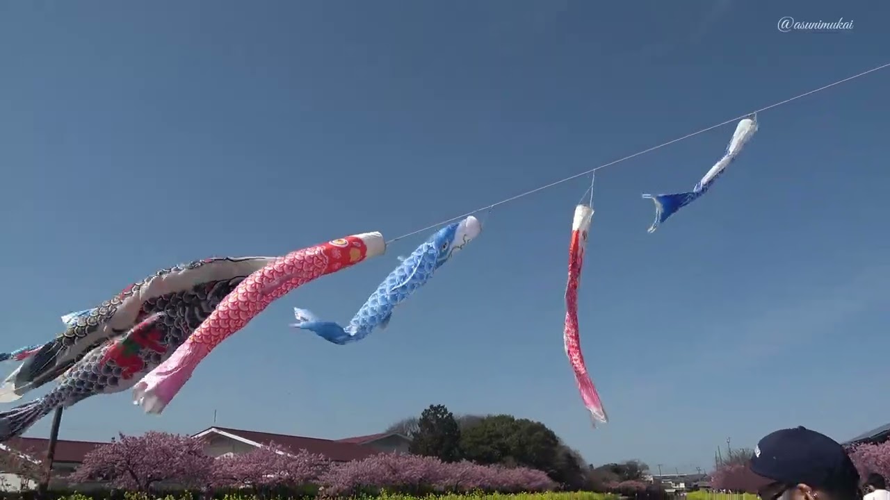 免々田川菜の花・桜まつり