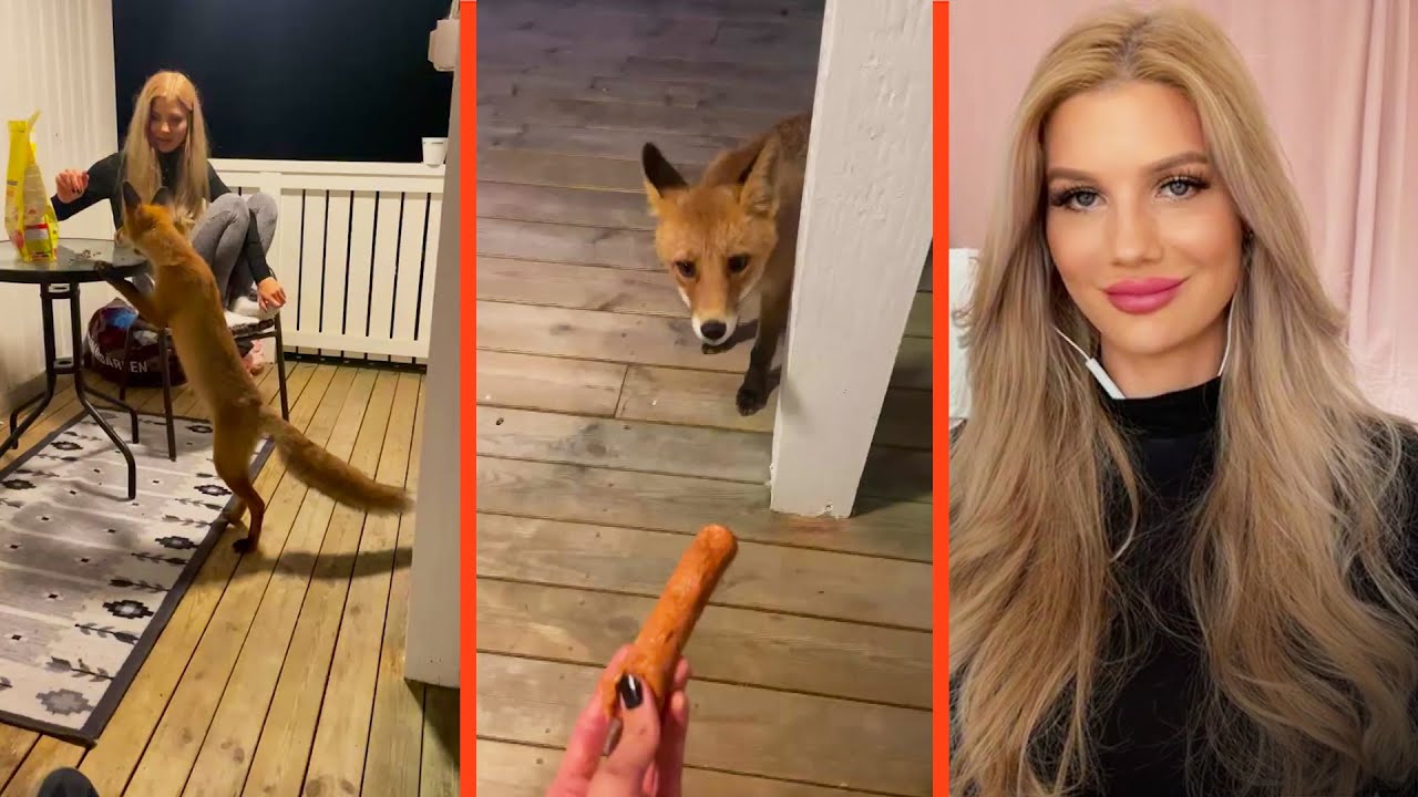Josefine Foxman har blivit vän med en räv: ”Han kan klockan” | Efter fem | TV4 & TV4 Play