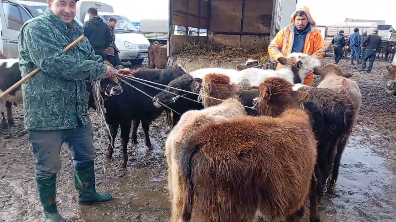 İMİŞLİ MAL BAZARI 03.12.2024.050.571.71.57