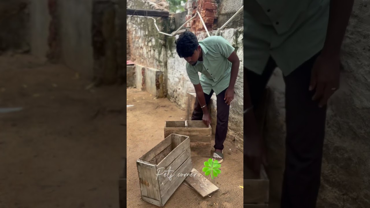 புறா க்கு Apple Box 📦 ready pah ⁉️#petscorner #pigeon #pigeons #pigeonlover #pigeonpigeon #pigeon