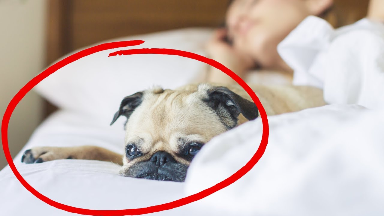 Where EXACTLY Does Your Dog Want to Sleep? And What It Reveals About Your Bond