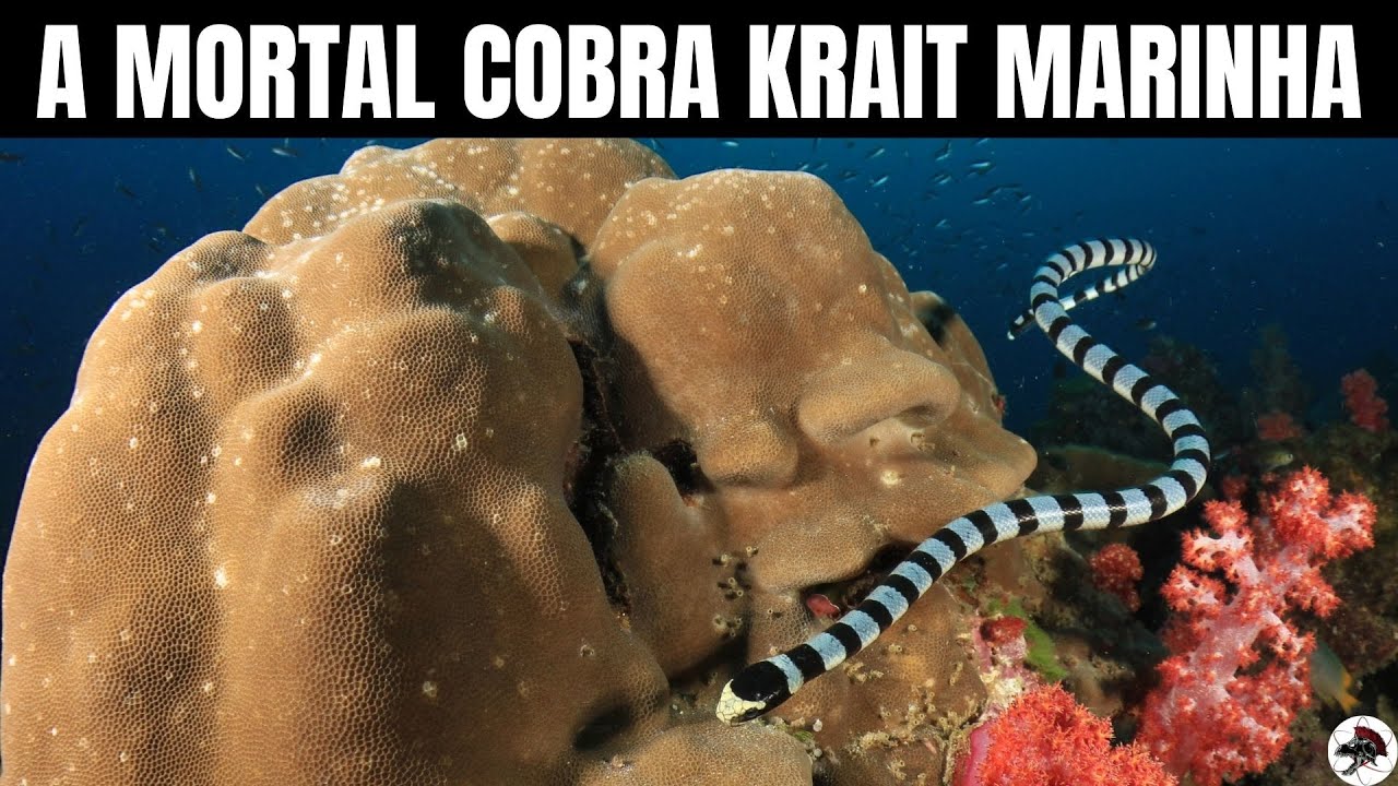 Krait Marinha