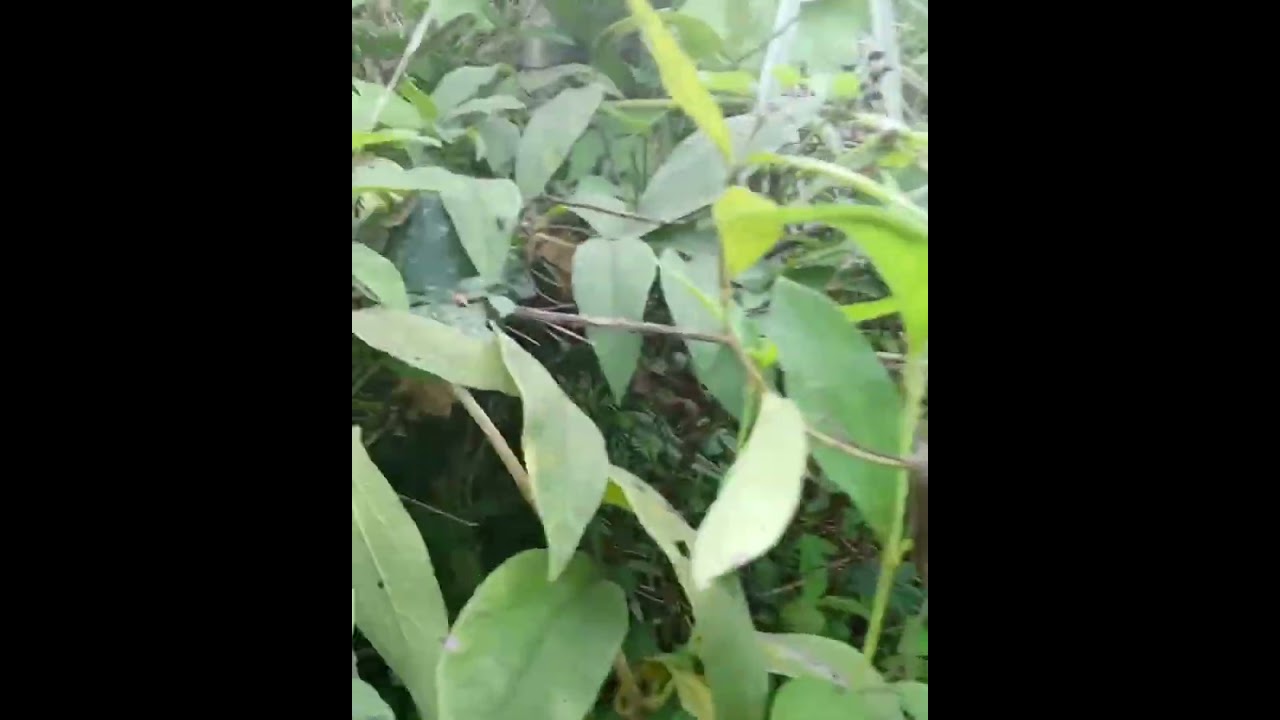 Pemburu madu hutan#viralvidio 