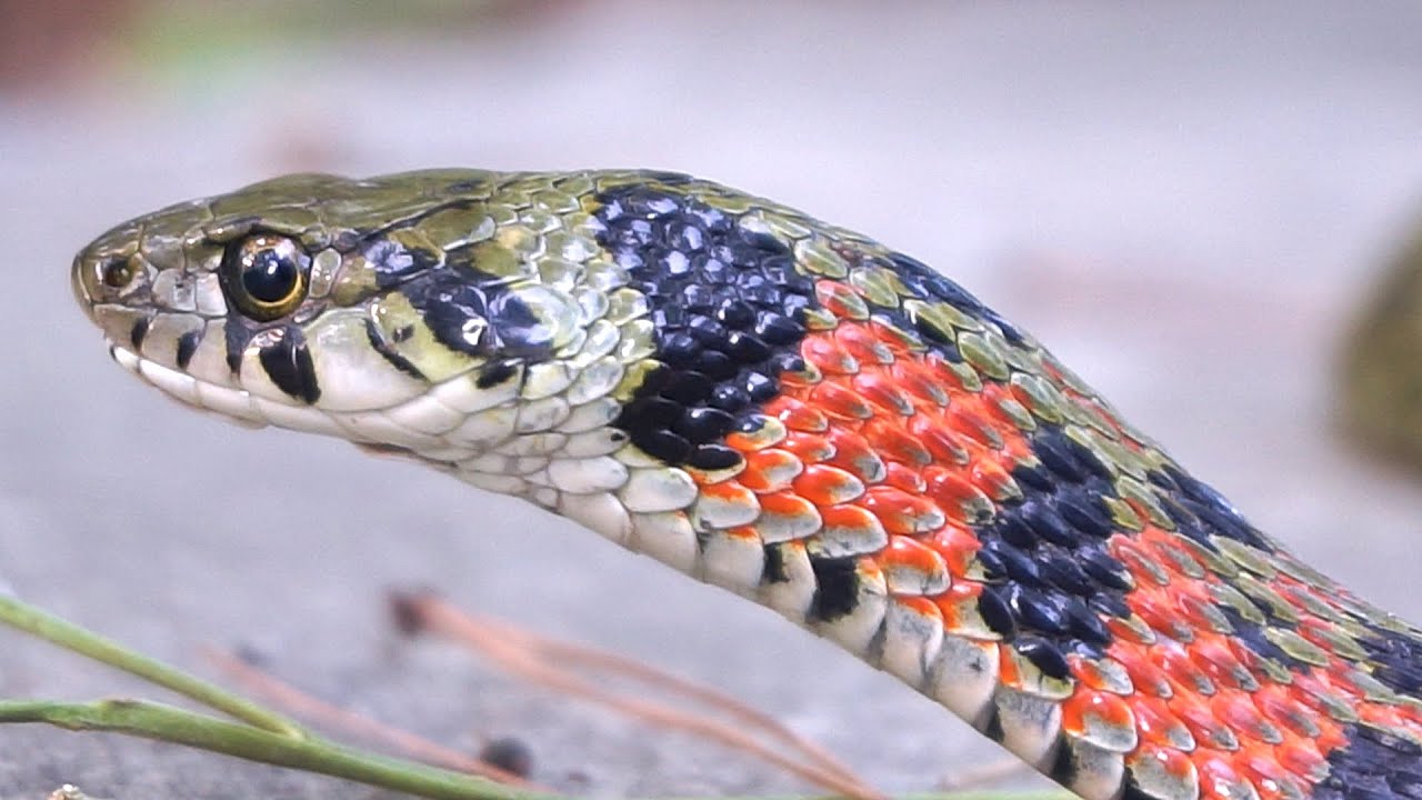 The Most Atractive Snake I've Found So Far!