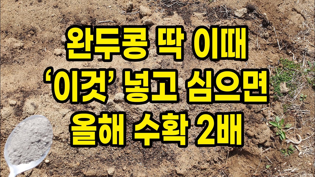 완두콩 이때 이것 넣고 심으면 완두콩이 주렁주렁 2배는 달려요