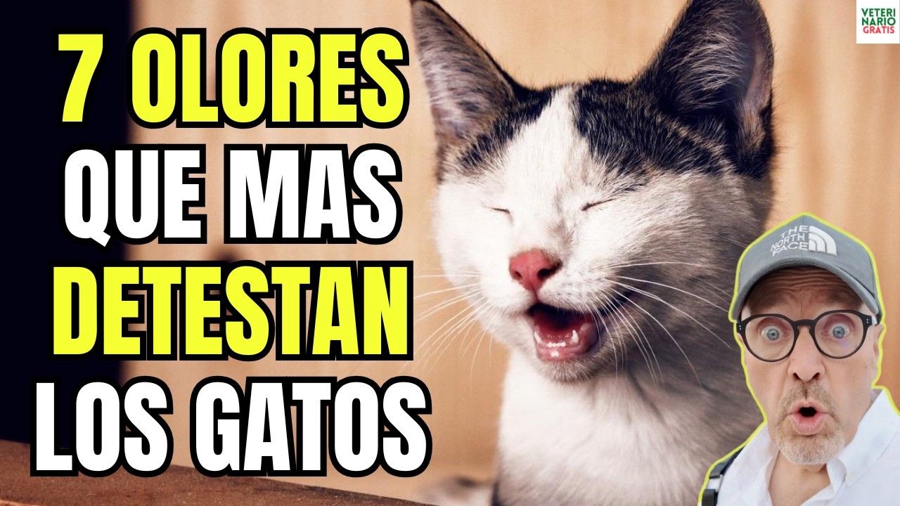 🐱🚫 7 OLORES QUE MAS DETESTAN LOS GATOS 🐱🚫
