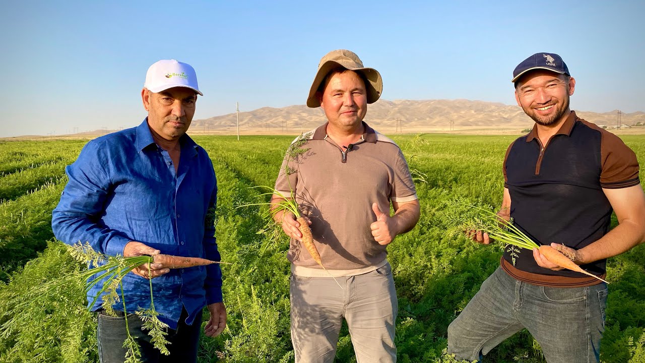 10 Gektar sabzi🥕🥕 dala maydoni.2-qism