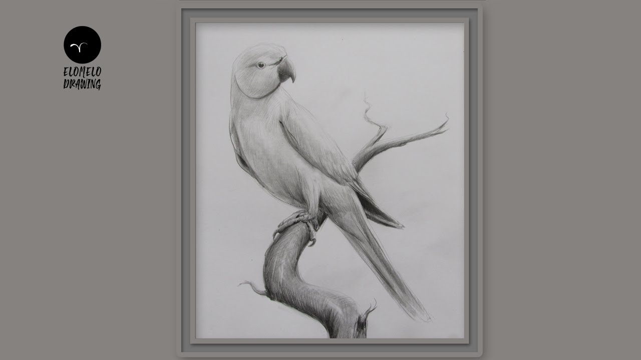 How To Draw A Indian Ringneck Parrot Bird Step By Step || Pencil Sketch ||  Drawing