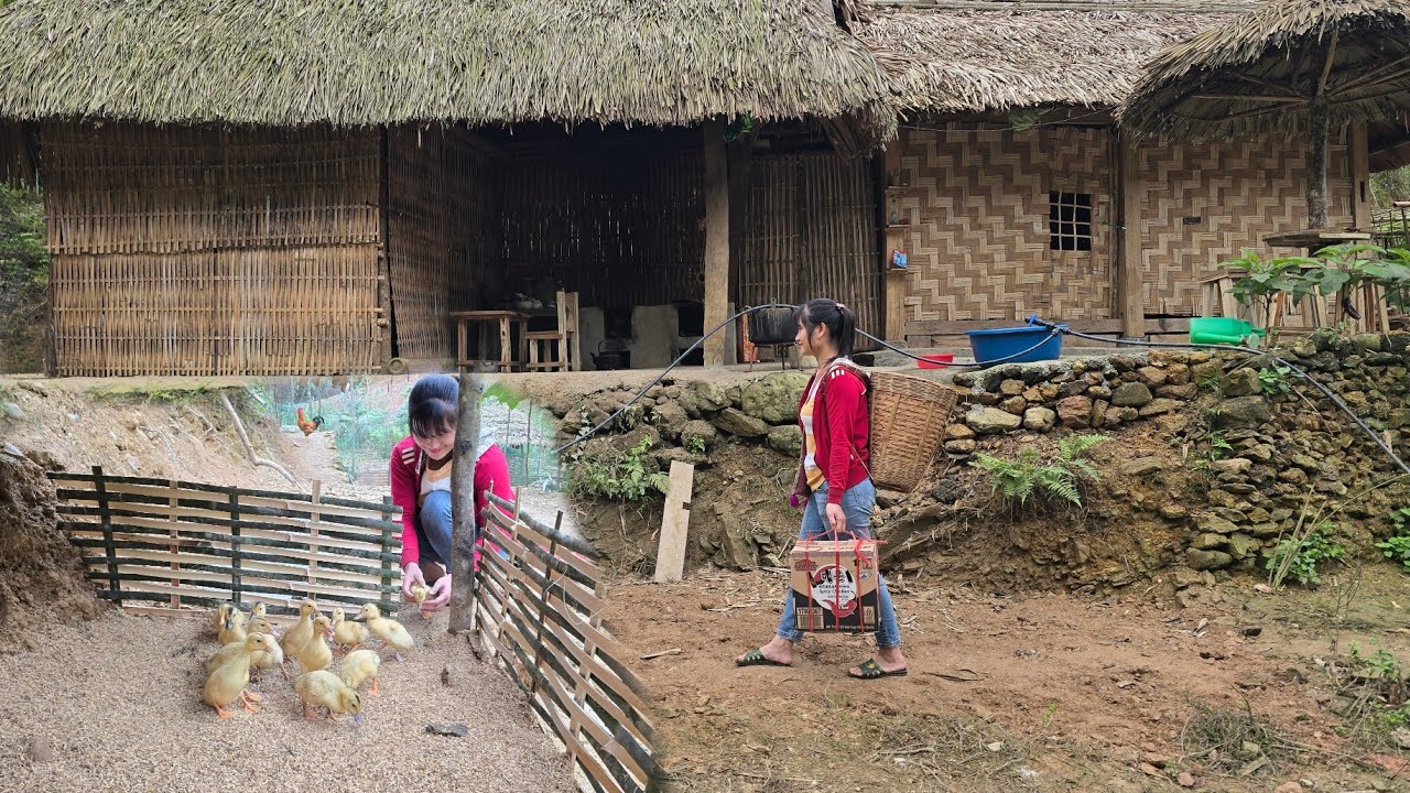 Welcome the adorable ducklings back to the farm | Tiểu Liễu-17 year old