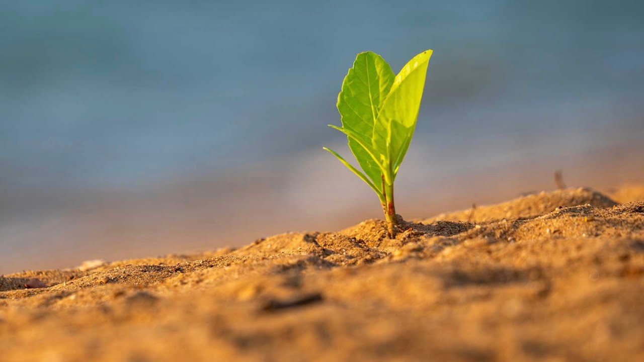 Zaneta Thayer: Each of Us Is Born