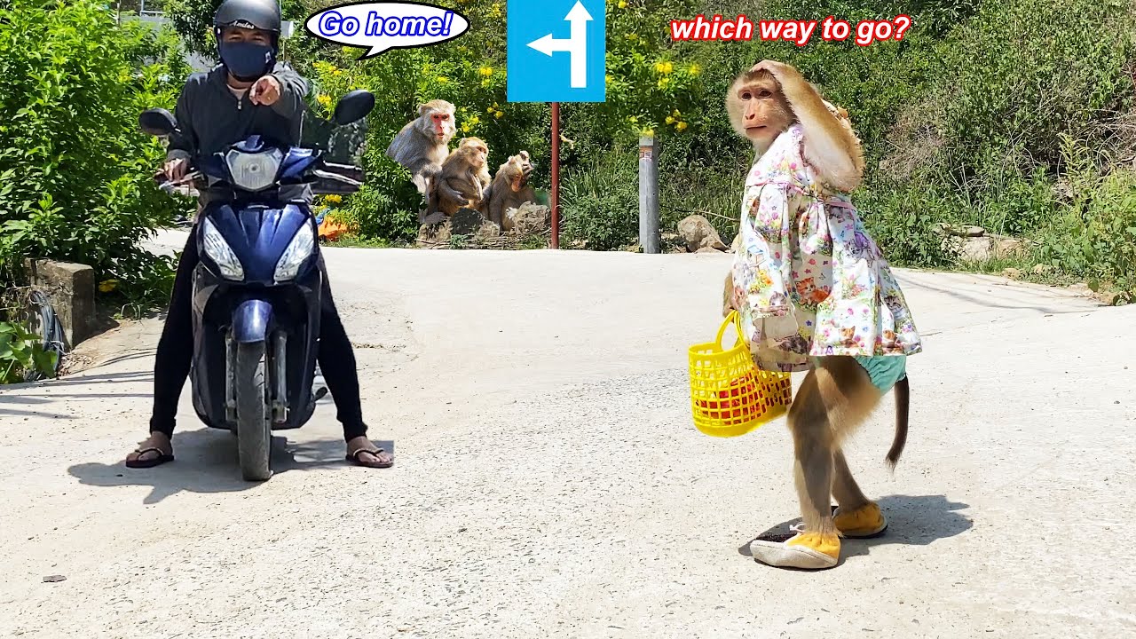 Monkey Lyly returns to the forest and gets lost and the luck that follows...