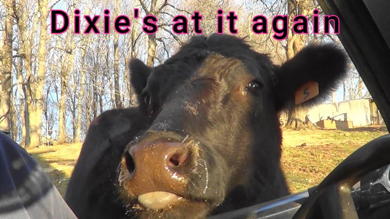 Goodbye February, Dixie's at it again