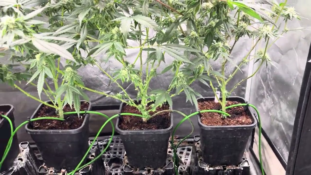 Day35 frozen hi c, mangonada Rosa and red hot violet thugpug hash face