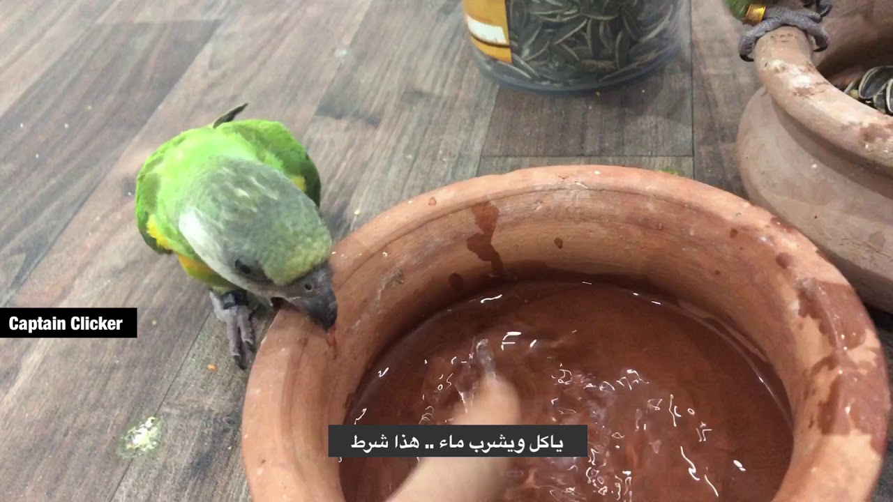 فطام فرخ الببغاء - اقرأ الوصف