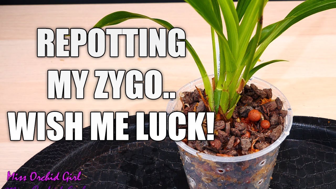 Repotting my Zygopetalum Orchid - How to handle an Orchid you don't know much about?