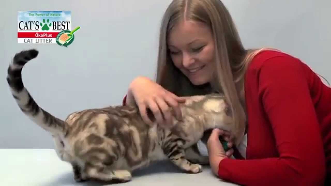 CAT'S BEST &Ouml;koPlus biodegradable cat litter