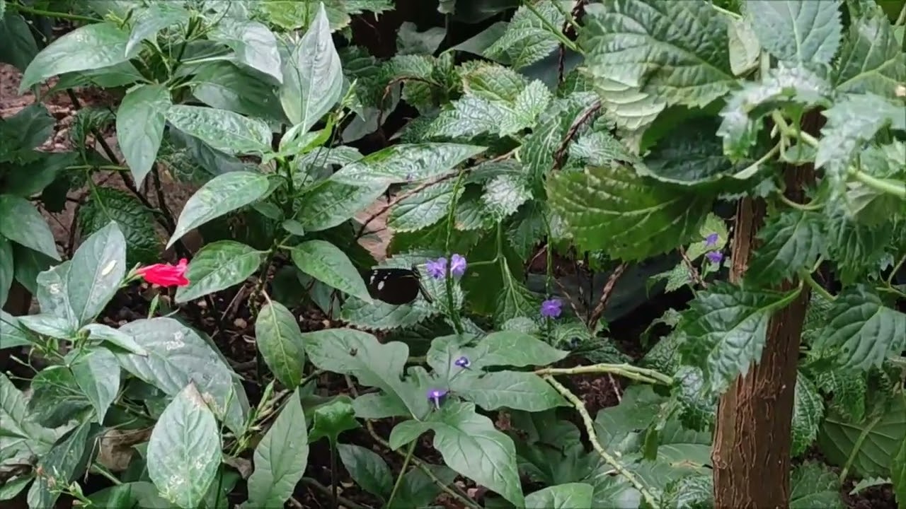 Arhus botanical garden