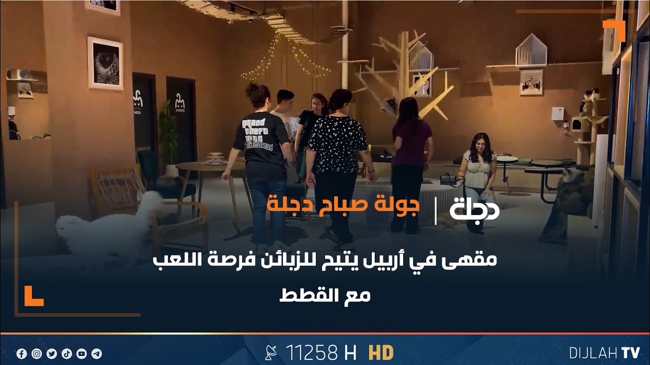 مقهى في أربيل يتيح للزبائن فرصة اللعب مع القطط