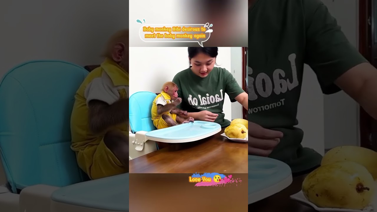 Baby monkey Bibi desirous to meet the baby monkey again #animal #monk...