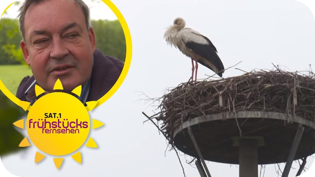 Tier vs. Mensch: Storch terrorisiert und attackiert Dorf in Sachsen! | SAT.1 Frühstücksfernsehen