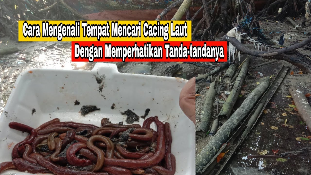 Cara Mengenali Tempat Pencarian Cacing laut / Pumpun