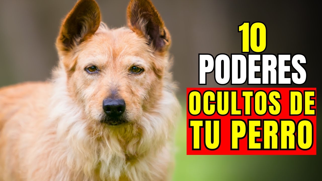 10 Poderes Ocultos de los Perros (Que no Conocías)