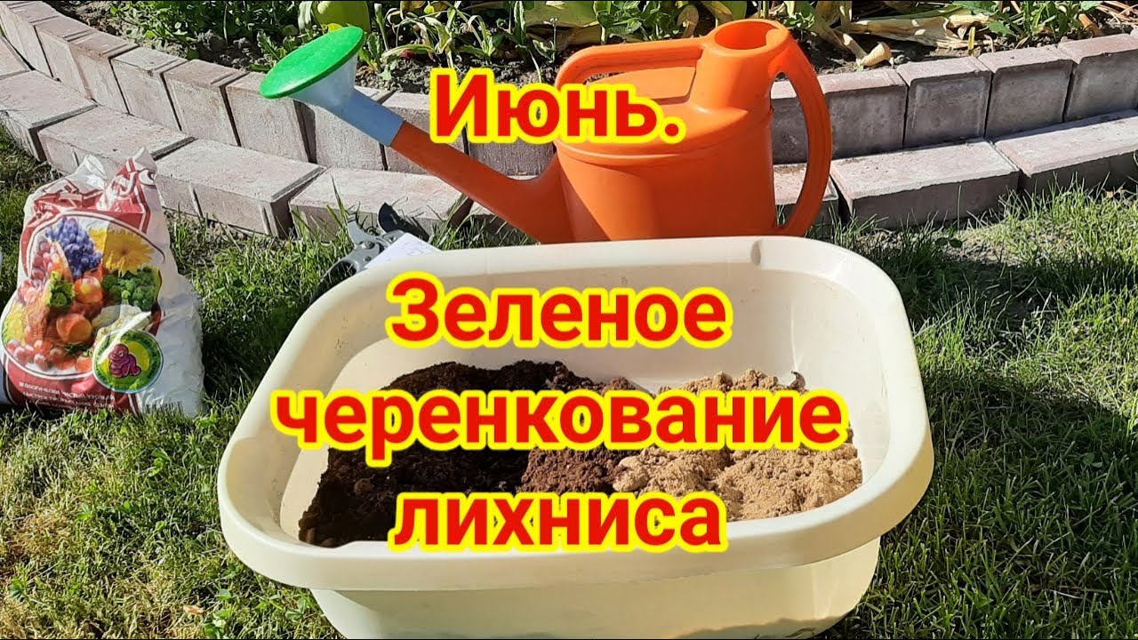 Июнь  Зеленое черенкование лихниса