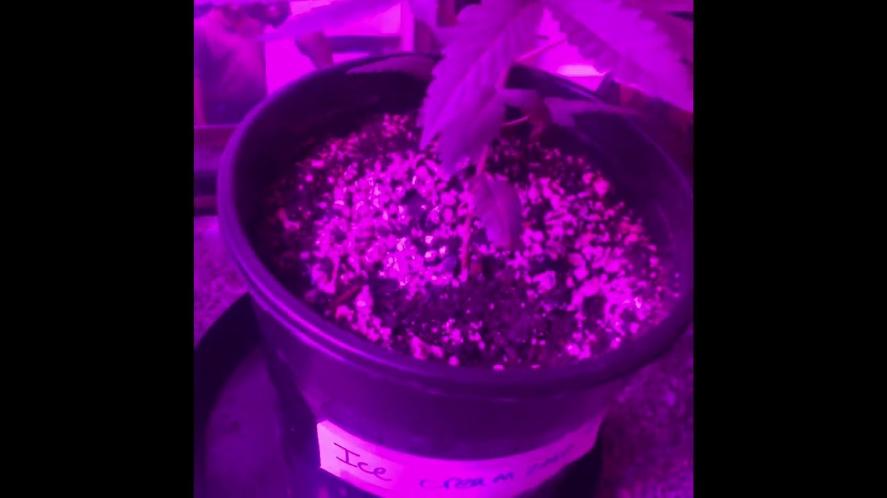 Lit Farms Ethanol & Ice Cream Zoap Grow; week 4 & 5 update