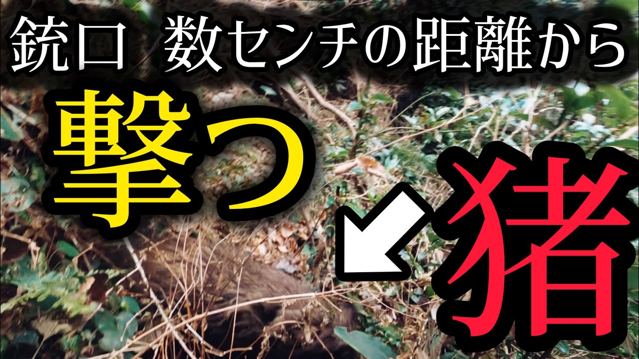 #44 「飛び出し向かって来た猪を撃つ」