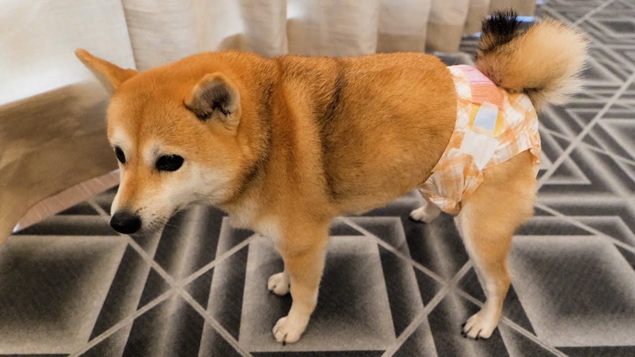 生まれて初めてオムツを体験する柴犬と成人後の飼い主