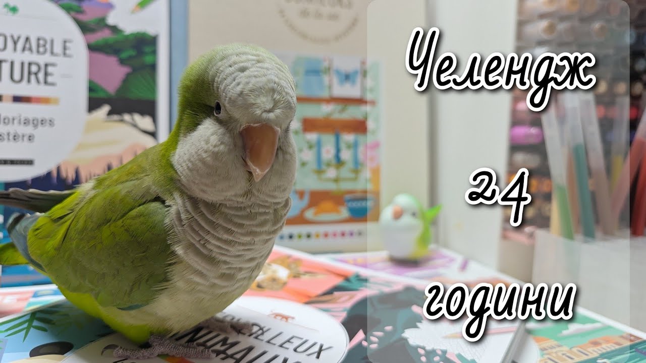 Челендж 24 години малюю розмальовки за номерами від Dessain et Tolra 