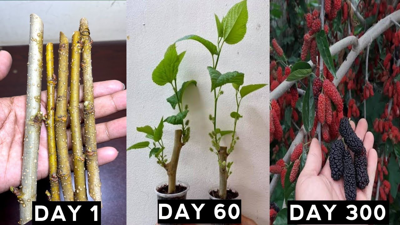 How to grow mulberry trees from cuttings|Growing Mulberry plant from cuttings