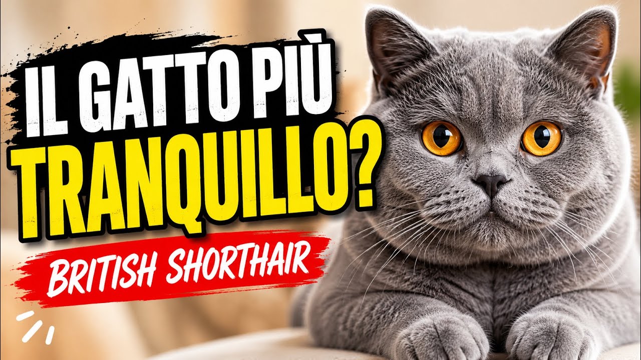🐱 British Shorthair: il gatto perfetto per la vita in casa? Scopri perché 🤔