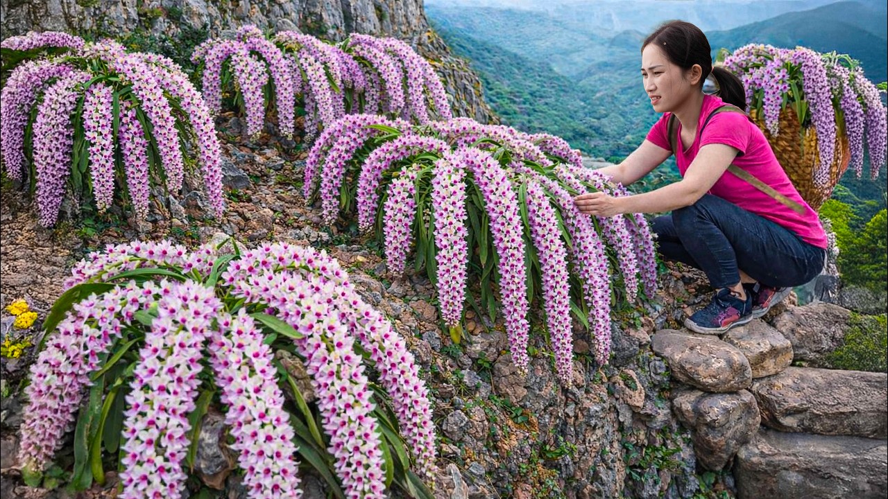 Harvesting Hundreds of Foxtail Orchids on a Dangerous Cliff to sell | Wild Mountain Harvest