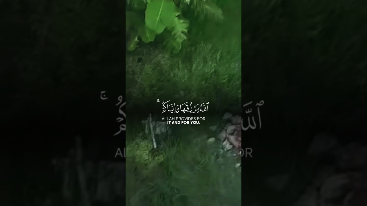 Quran #tranding #quran #allahquran #quranrecitation #qurantranslation #muhammadshaikh #viralvideo