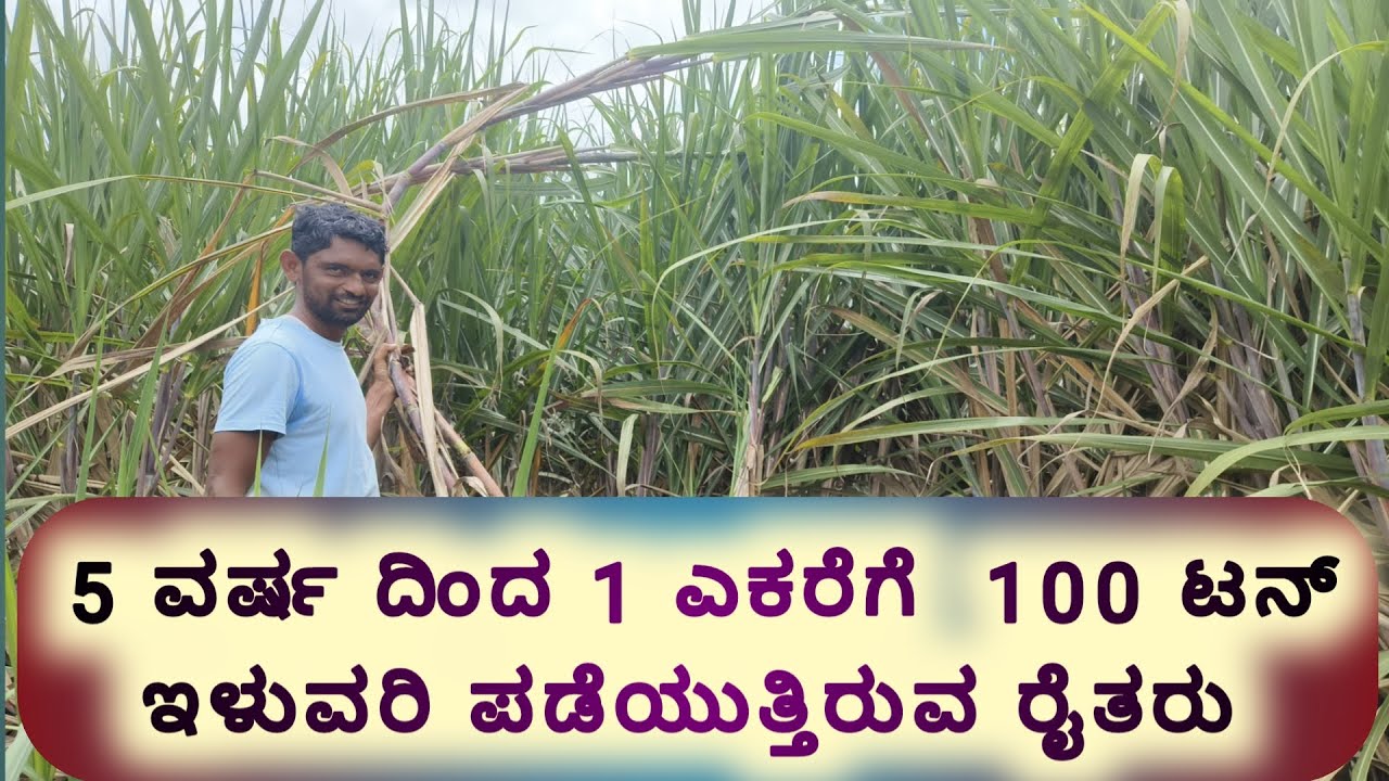 5 ವರ್ಷದಿಂದ  100 ಟನ್ ಇಳುವರಿ ಪಡೆದುಕೊಳ್ಳುತ್ತಿರುವ ರೈತರಿಂದ ಮಾಹಿತಿ ! Sugarcen farming kannada