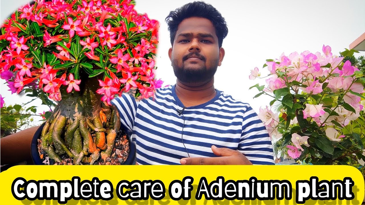 Adenium গাছের সম্পূর্ণ পরিচর্যা |💐 Complete care of Adenium plant ✅