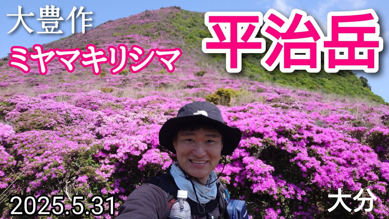 平治岳  大豊作  ミヤマキリシマ