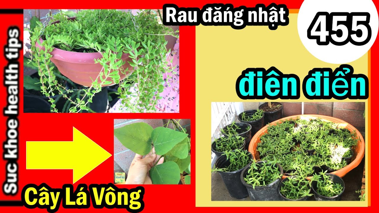 Trồng Rau đắng NHẬT, điên điển, LÁ VÔNG, Rau ngổ, #455 Care Plants Sale, suc khoe health tips