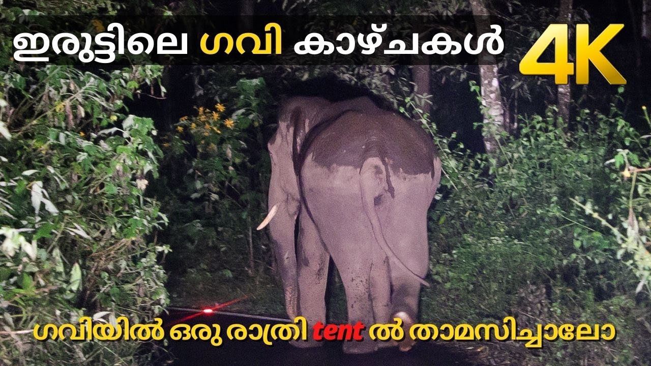 ഇരുട്ടിലെ ഗവി കാഴ്ചകൾ !!! 4K